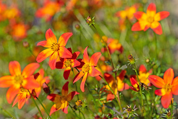 Blühender Zweizahn, Bidens, orange Blüten