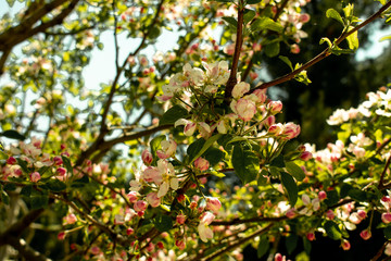 Tree blossom in spring
