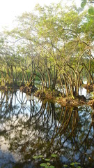 Fototapeta na wymiar trees in the water