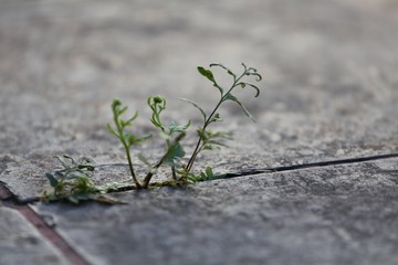 planta