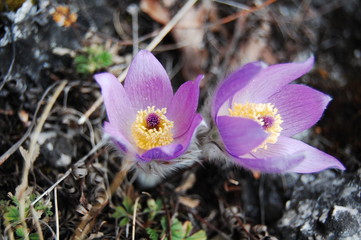 crocus flowers in spring