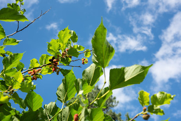 Fresh ripe mulberry berries on tree - Fresh mulberry , black ripe and red unripe mulberries on the branch