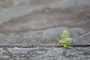 planta