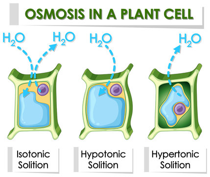 Diagram showing osmosis in plant cell