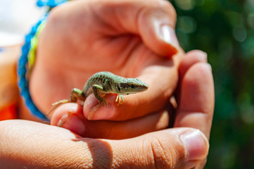 Closeup shot of Dalmatian wall lizard Podarcis melisellensis in the family of Lacertidae sitting on the fingers of human hands in Numana, Italy