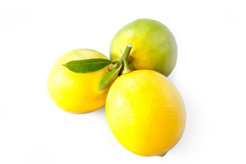 thre lemons on cut branch