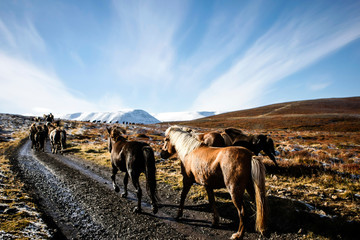 Naklejka na ściany i meble Troupeau de chevaux islandais en liberté sur une piste en Islande