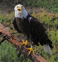 bald eagle