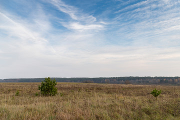 Natural background. Fancy strokes of white clouds on a blue sky over a spacious field with autumnal withered grass, little baby pines, the forest darkens in the distance. Serene atmospheric landscape