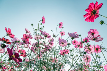 Colorful Cosmos Flower Garden Blooming in Spring Season on blue sky