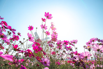 Obraz premium Colorful Cosmos Flower Garden Blooming in Spring Season on blue sky