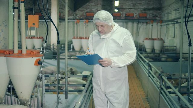 Male farm worker, veterinarian is checking on young pigs