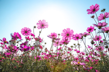 Obraz na płótnie Canvas Colorful Cosmos Flower Garden Blooming in Spring Season on blue sky