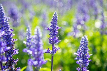 Selective focus on lavender flower in flower garden, Purple flower in spring meadow