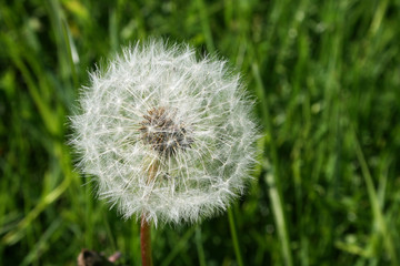 Naklejka premium Pusteblume 