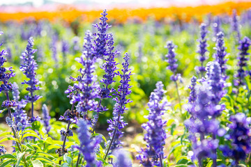 Selective focus on lavender flower in flower garden, Purple flower in spring meadow