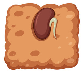 Seeg growing under the ground