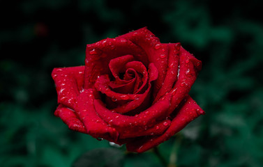 red rose with water drops