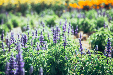 Fototapeta premium Selective focus on lavender flower in flower garden - lavender flowers lit by sunlight