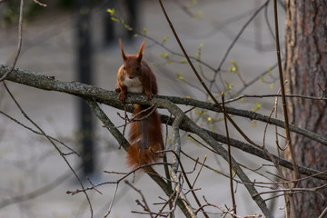 Eichhörnchen