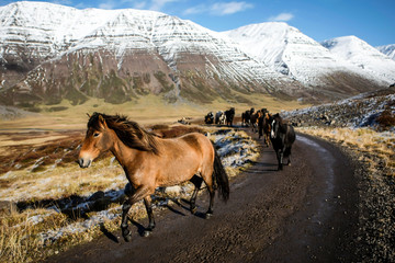 Troupeau de chevaux islandais en liberté sur une piste en Islande