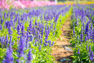 Selective focus on lavender flower in flower garden, Purple flower in spring meadow