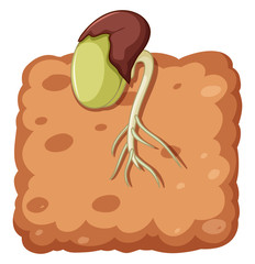 Seed growing roots under the ground