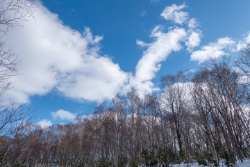 晴れた日のスキー場 / 北海道のスキー場