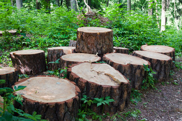 Obraz premium Parts of sawn tree trunk on green grass in park. Stumps of rotten tree