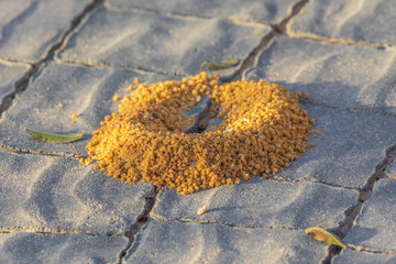 Small round anthill on cobblestone at morning sun