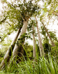 Fototapeta premium Kauri trees on the North Island of New Zealand. 
