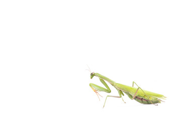 Portrait of European Mantis or Praying Mantis, Mantis religiosa, in front of white background