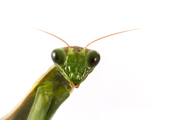 Portrait of European Mantis or Praying Mantis, Mantis religiosa, in front of white background