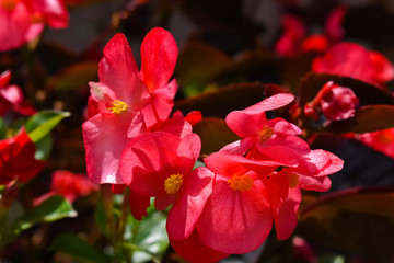 Close-up of a bouquet of red flowers