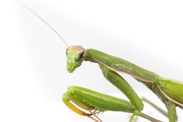 Portrait of European Mantis or Praying Mantis, Mantis religiosa, in front of white background