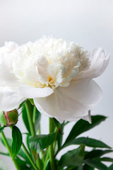 Obraz premium White blooming peony on a light gray background. Tender photo. Decor Beautiful flower. Background for decor, banner and greeting card design.
