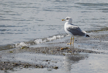 seagull on the beach