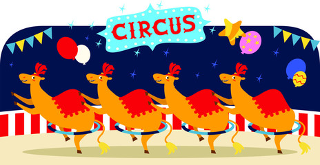 circus llamas
