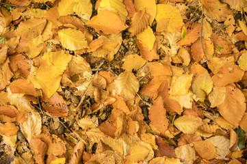 Abstract background of yellow autumn oak leaves lie curled up on the ground. Soft focus real forest. Habitat foliage