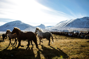 Chevaux islandais en contre jour dans une prairie entourée de montagnes enneigées