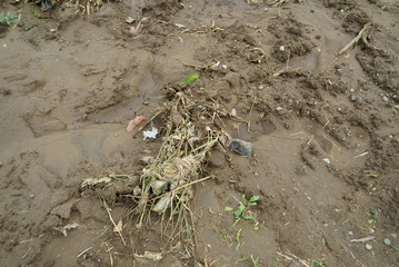 Flood damage caused by typhoon 19 