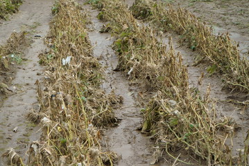 Flood damage caused by typhoon 19 