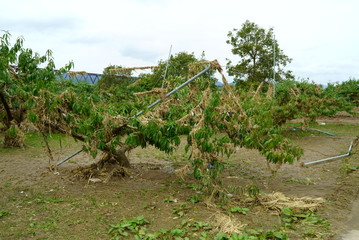 Flood damage caused by typhoon 19 