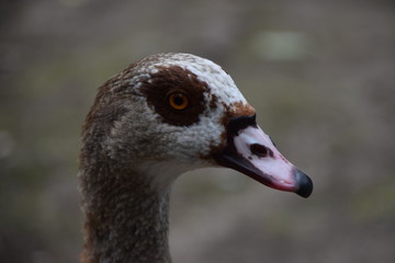 Egyptian goose portrait closeup
