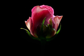 pink rose photographed from below with dry light on a black background