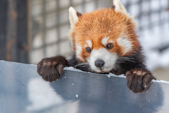 北海道かわいい動物 の画像 11 528 件の Stock 写真 ベクターおよびビデオ Adobe Stock