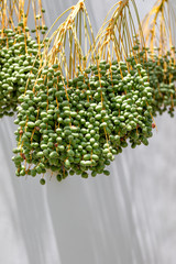 Bunch of unripe dates on a palm tree, closeup