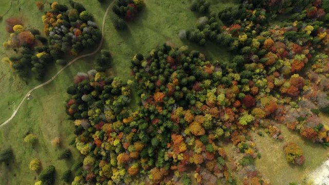 Top down rotating aerial view of autumn-colored trees with a small road running through in the jura mountains in Switzerland