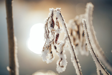 Winter landscape with frosty trees and bushes white snowy sunny winter day.