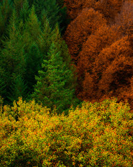 Autumn color tree